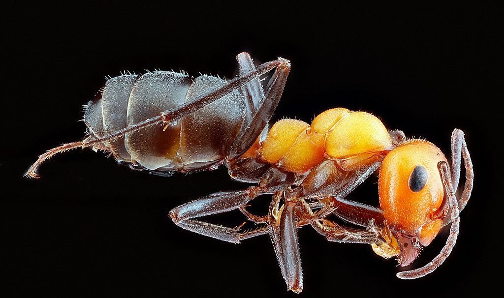 Ant Control service in Maple Grove, MN