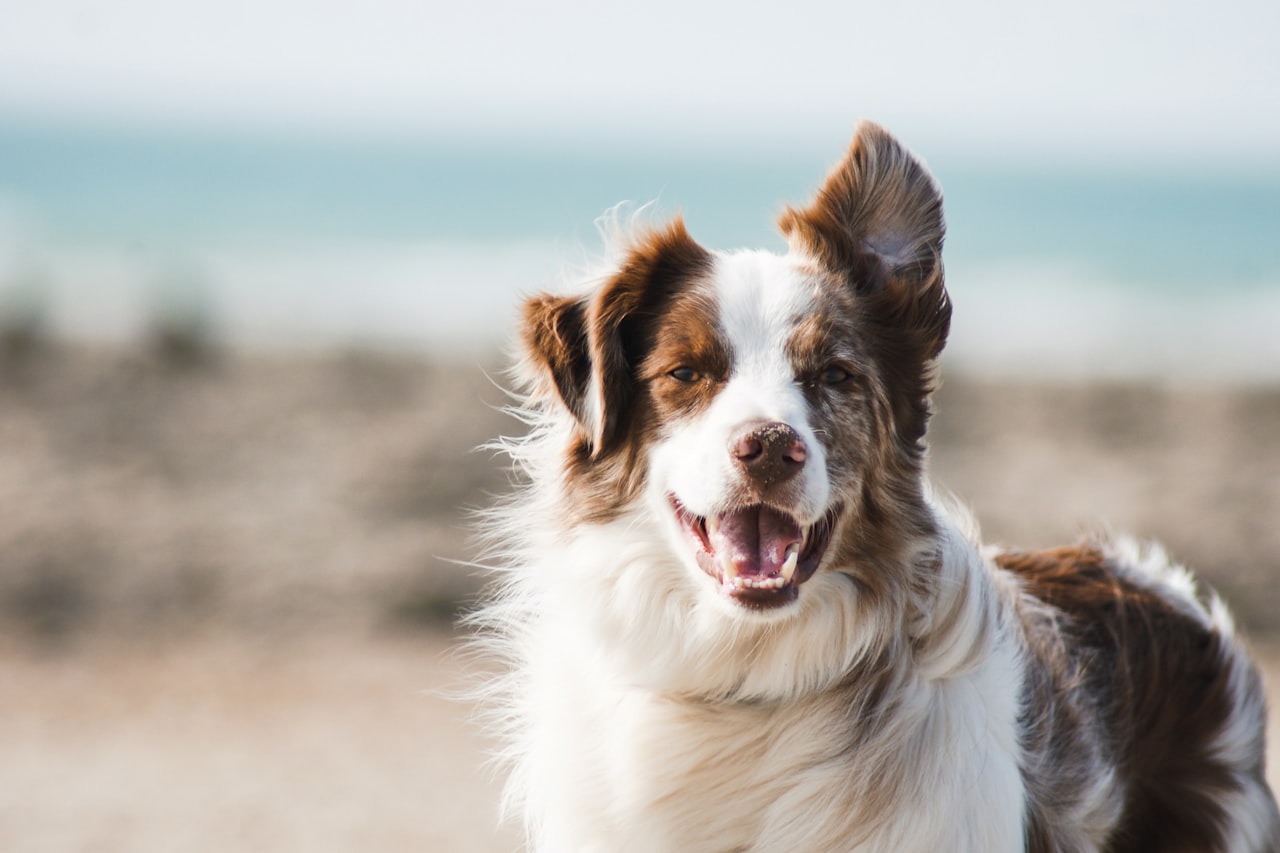 Flea & Tick Control service in Maple Grove, MN