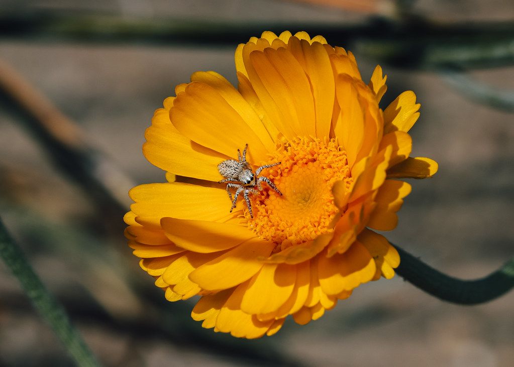 Spider Control service in Maple Grove, MN